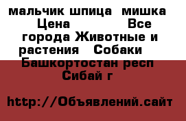 мальчик шпица (мишка) › Цена ­ 55 000 - Все города Животные и растения » Собаки   . Башкортостан респ.,Сибай г.